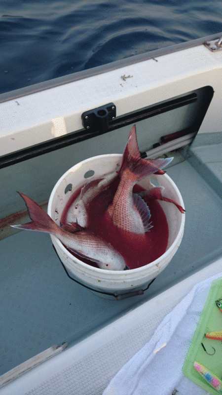 遊漁船ブルーウッズ 釣果