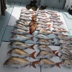 遊漁船 幸友丸 釣果