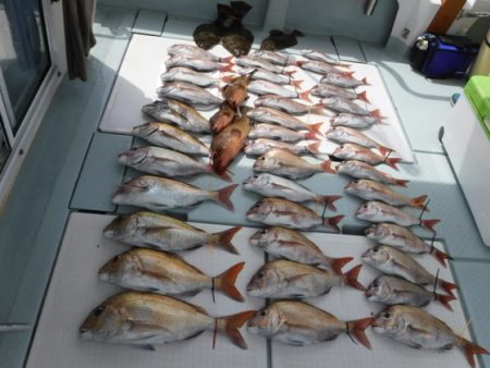 遊漁船 幸友丸 釣果