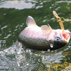 小菅トラウトガーデン 釣果