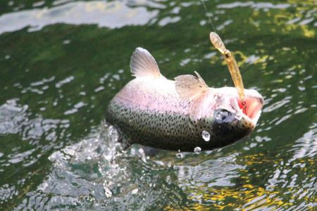 小菅トラウトガーデン 釣果