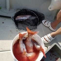 遊漁船 ニライカナイ 釣果