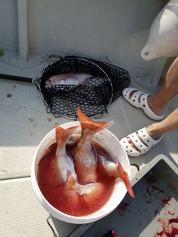 遊漁船 ニライカナイ 釣果