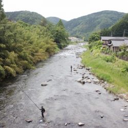 狩野川(狩野川漁業協同組合) 釣果