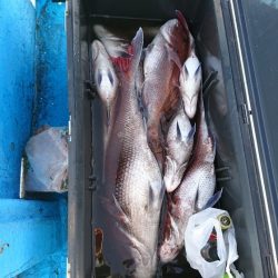 龍神丸(福井) 釣果