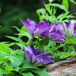 小菅トラウトガーデン 釣果