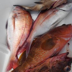 遊漁船 新鋭丸 釣果