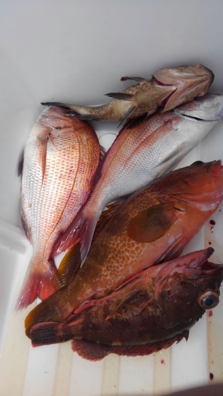 遊漁船 新鋭丸 釣果