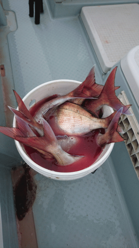 遊漁船ブルーウッズ 釣果