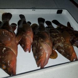 Magic(マジック) 釣果