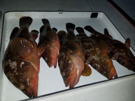 Magic(マジック) 釣果