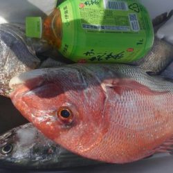 遊漁船 新鋭丸 釣果