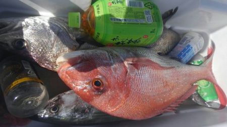 遊漁船 新鋭丸 釣果