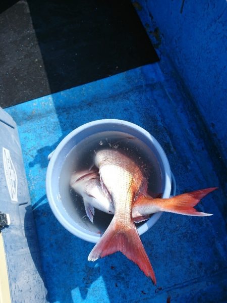 龍神丸（福井） 釣果