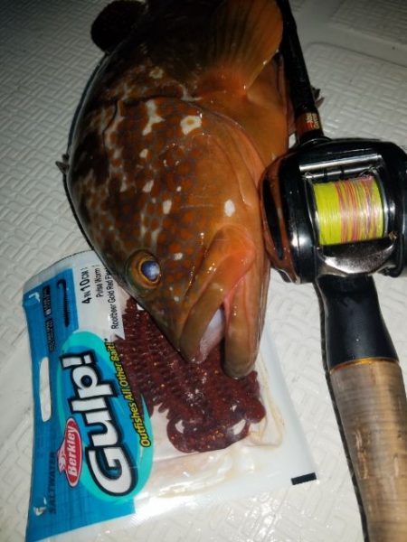 Magic(マジック) 釣果