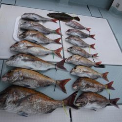 遊漁船 幸友丸 釣果