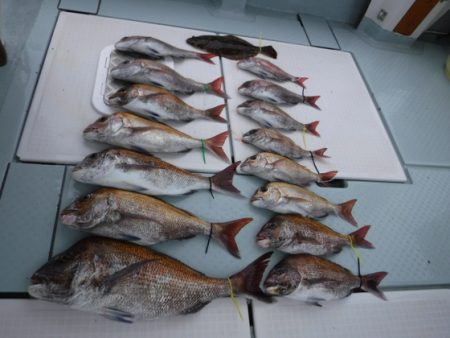 遊漁船 幸友丸 釣果