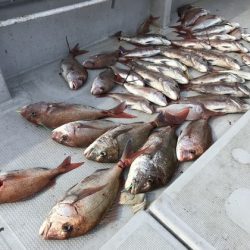 寿裕 （YOSHIHIRO） 釣果