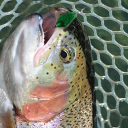 小菅トラウトガーデン 釣果