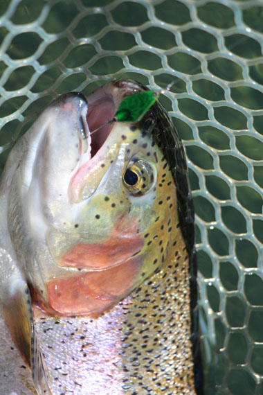 小菅トラウトガーデン 釣果