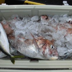 大進丸(新潟) 釣果