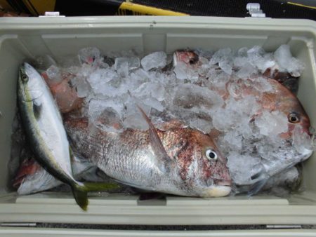 大進丸(新潟) 釣果