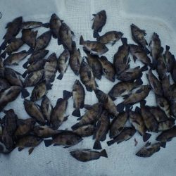 TOPGUN名古屋 釣果