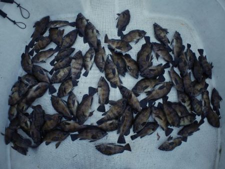 TOPGUN名古屋 釣果