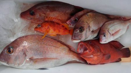 遊漁船 新鋭丸 釣果