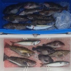 気仙沼　つり丸 釣果