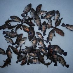 TOPGUN名古屋 釣果