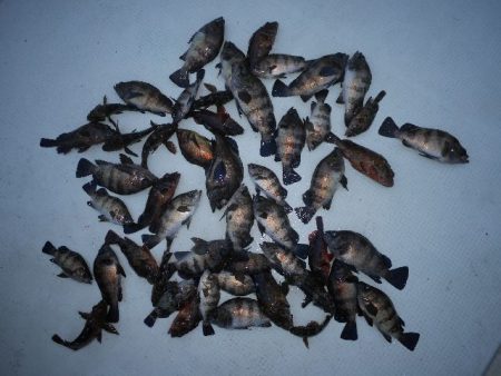 TOPGUN名古屋 釣果