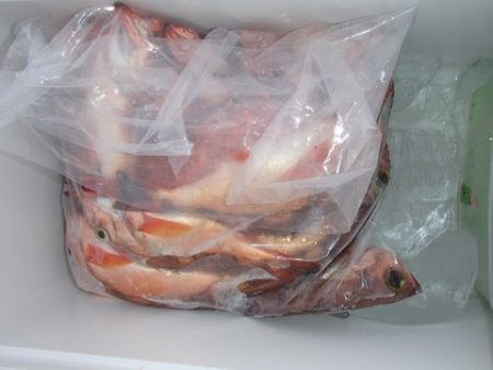 第二むつ漁丸 釣果