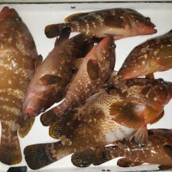 Magic(マジック) 釣果