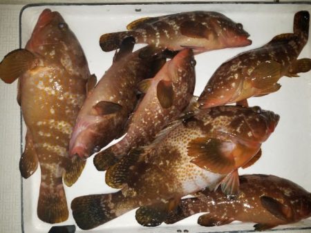 Magic(マジック) 釣果