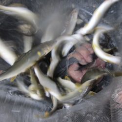 狩野川(狩野川漁業協同組合) 釣果