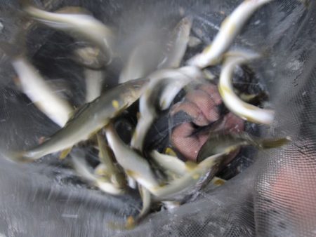 狩野川(狩野川漁業協同組合) 釣果