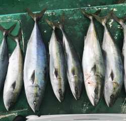 なかくに丸 釣果