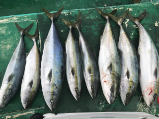 なかくに丸 釣果