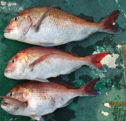 なかくに丸 釣果