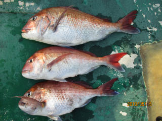 なかくに丸 釣果