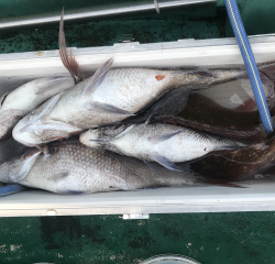 なかくに丸 釣果