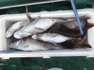 なかくに丸 釣果