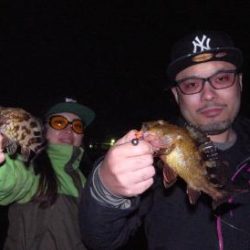 シーマジカル 釣果