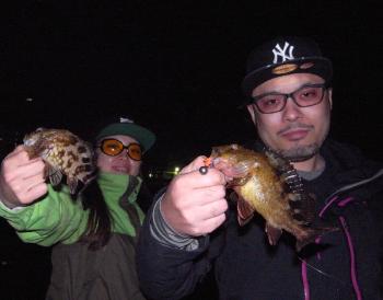 シーマジカル 釣果