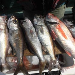 大進丸(愛知) 釣果