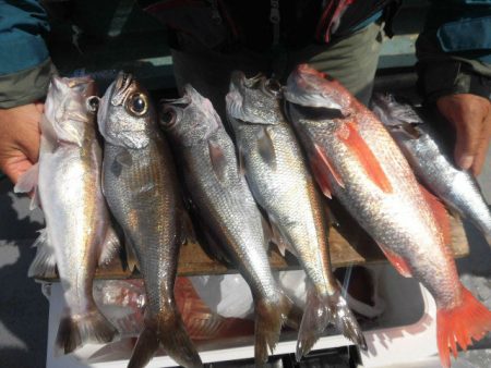 大進丸（愛知） 釣果