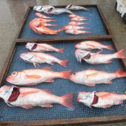 大進丸（愛知） 釣果