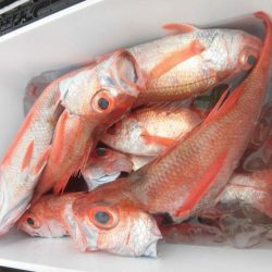 大進丸（愛知） 釣果