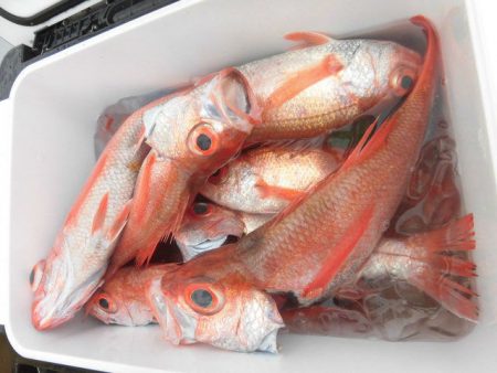 大進丸（愛知） 釣果